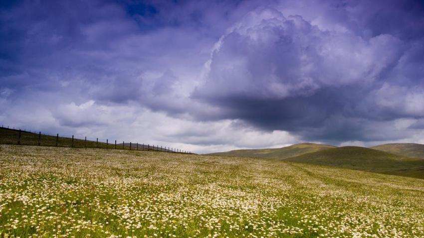 01941 daisyfield 2560x1440