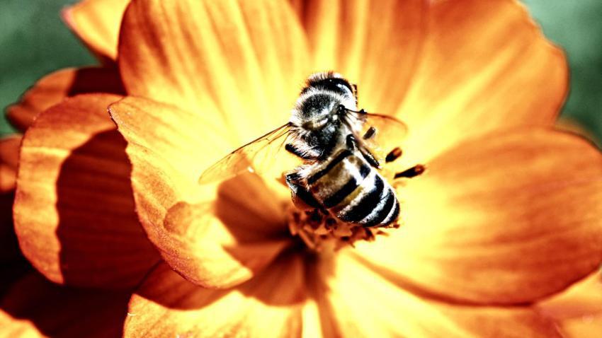 02027 theamazingmacrolife 2560x1440
