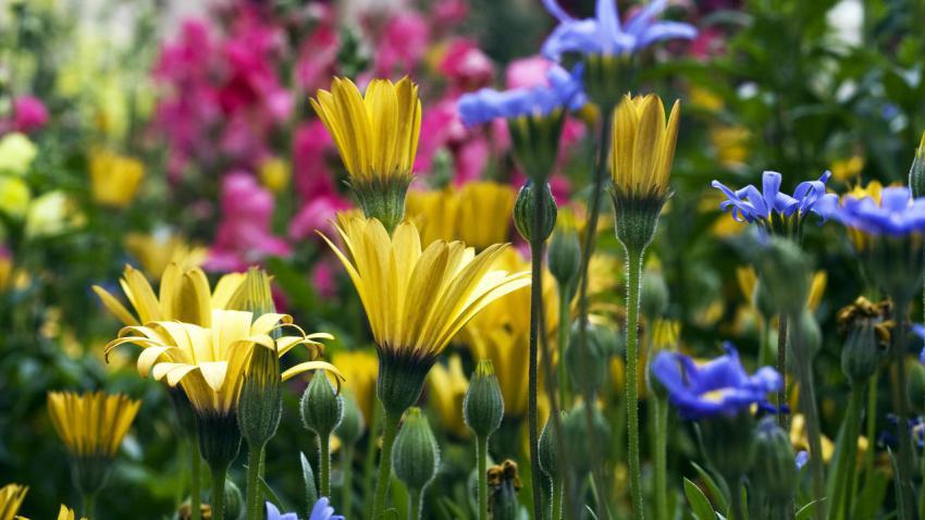 02066 vailflowers 2560x1440