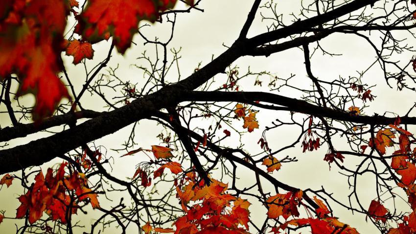 02091 coloursoffall 2560x1440