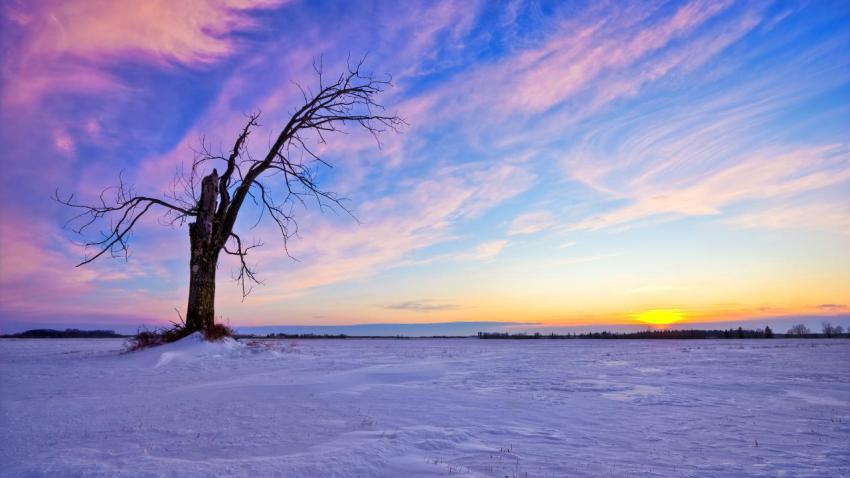 02132 lonelyoldtreesunset 2560x1440