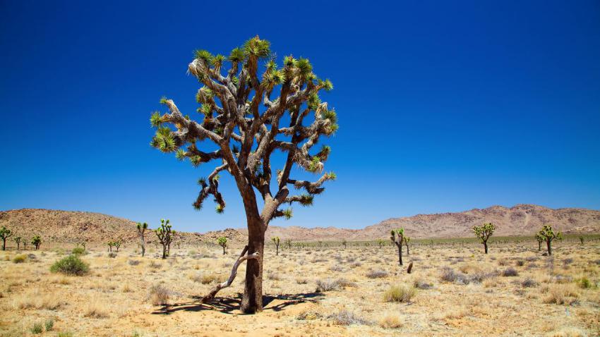02165 joshuatree 2560x1440