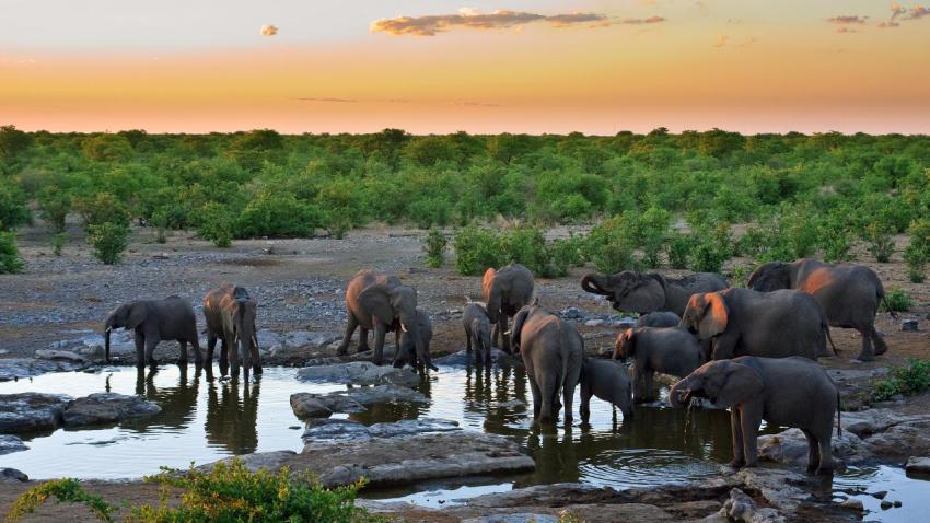 02189 sunsetwithelephants 2560x1440