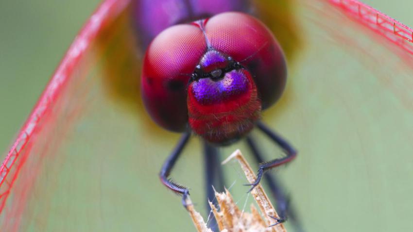 02200 odonata 2560x1440