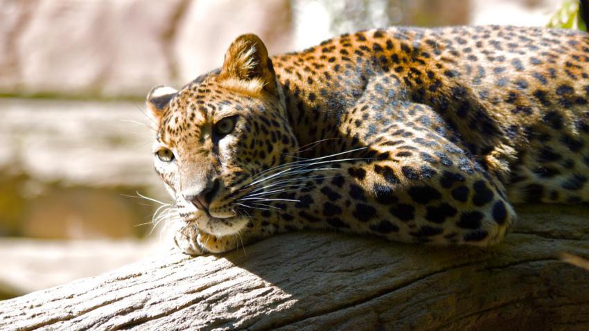 02211 lazingleopard 2560x1440