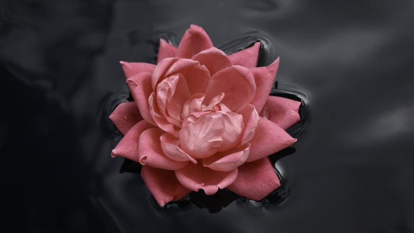 02214 lonerose 2560x1440