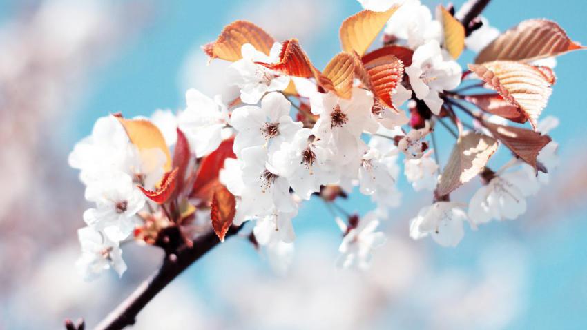 02225 cherryflowers 2560x1440