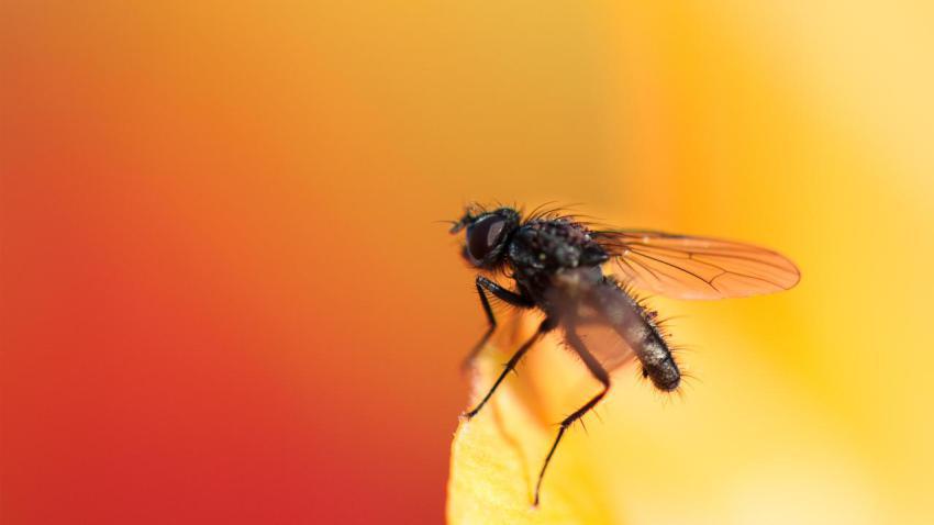 02230 symphonyinredandyellow 2560x1440
