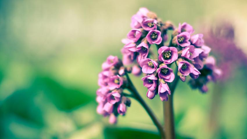 02233 springremixed 2560x1440