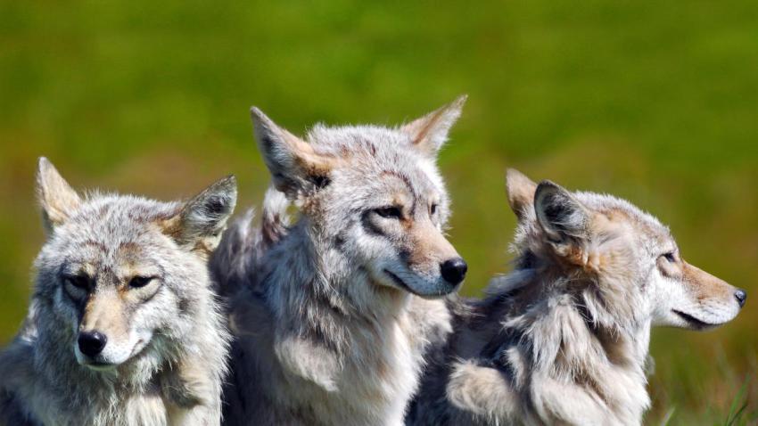 02240 3brotherwolves 2560x1440