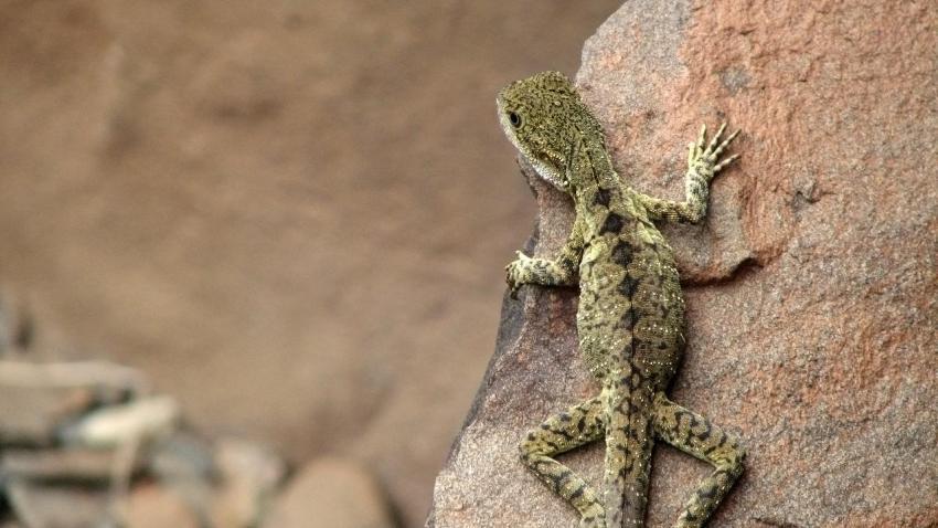 02247 lizard 2560x1440