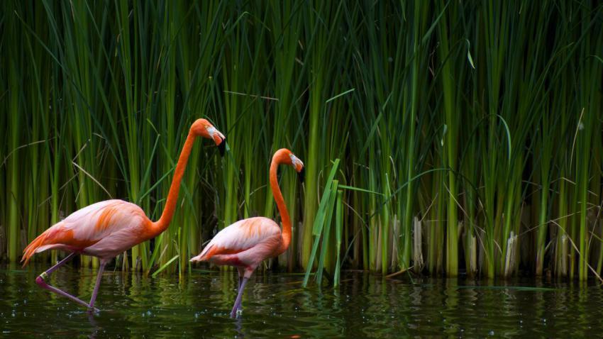 02262 flamingos 2560x1440
