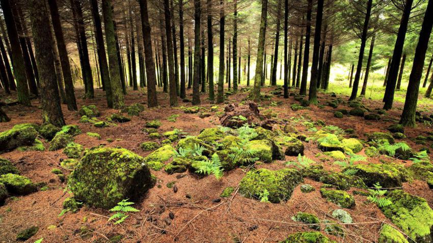 02270 mosszone 2560x1440