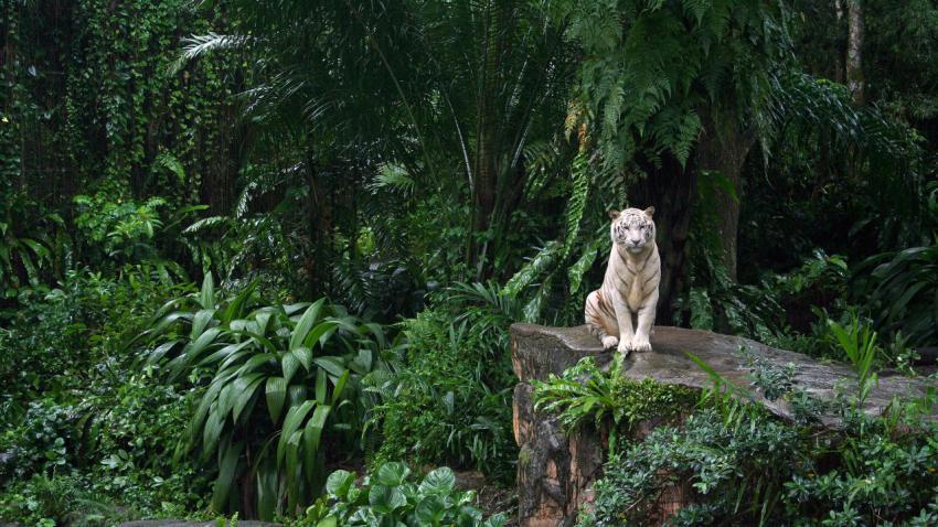 02278 whitetiger 2560x1440