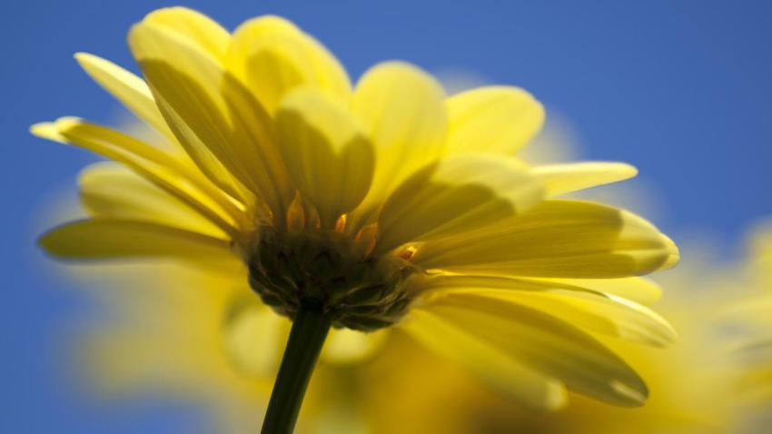 02303 yellowone 2560x1440