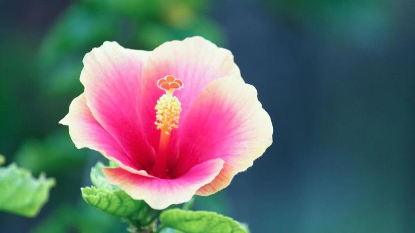 02315 wallflower 2560x1440