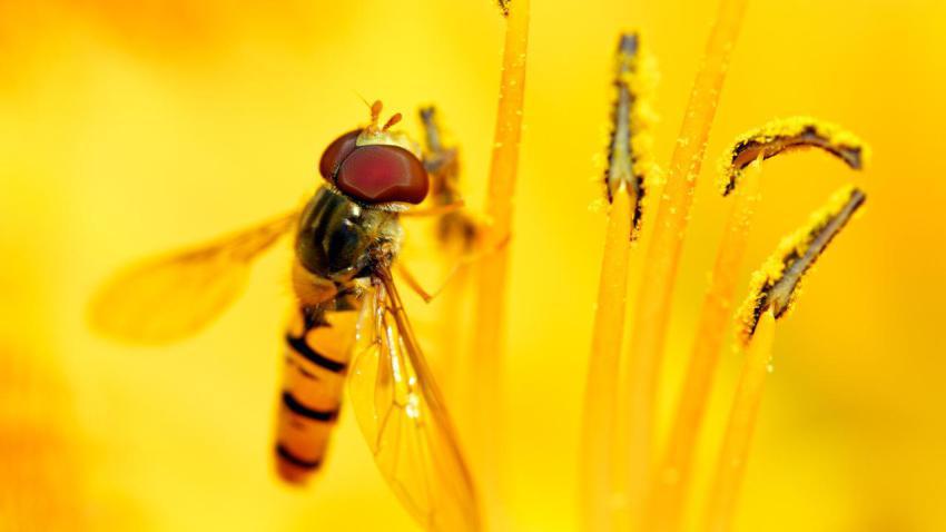 02319 syrphidsfeast 2560x1440