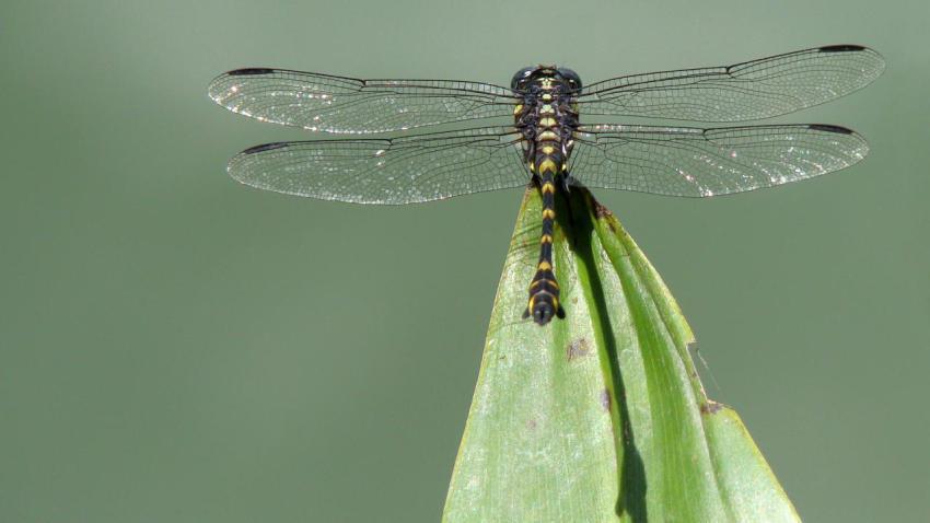 02321 dragonfly 2560x1440