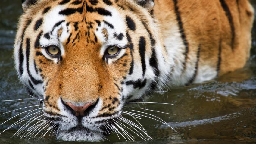02325 bathingtiger 2560x1440