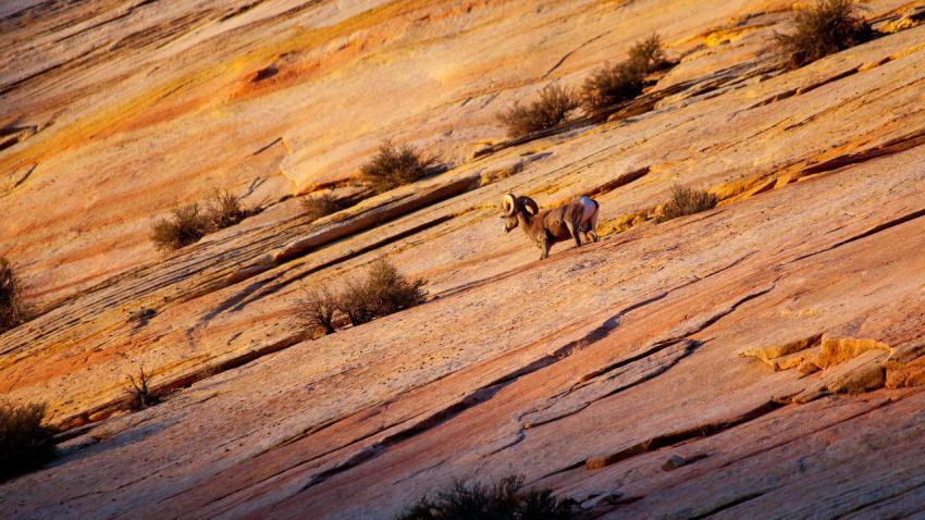02346 desertbighorn 2560x1440