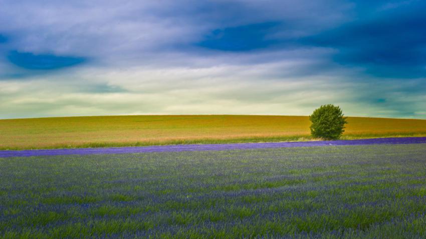 02350 hitchinlavender 2560x1440