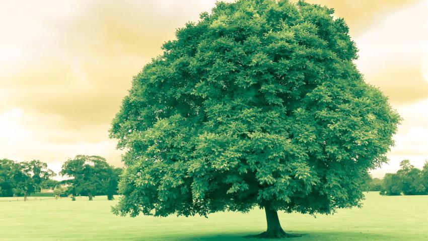02361 greentreeinireland 2560x1440