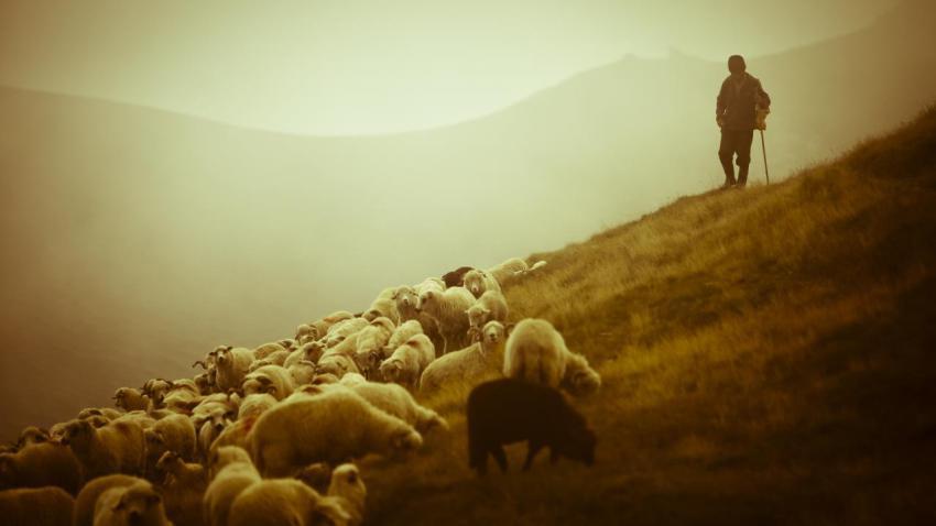 02362 shepherdinromania 2560x1440