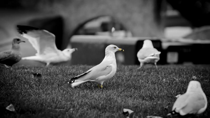 02368 familyofgulls 2560x1440