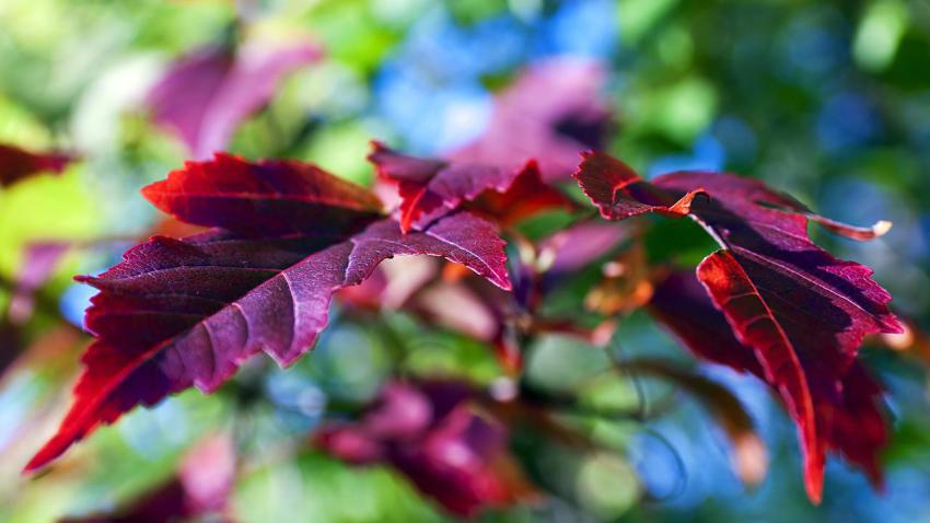 02386 thecolorsofautumn 2560x1440