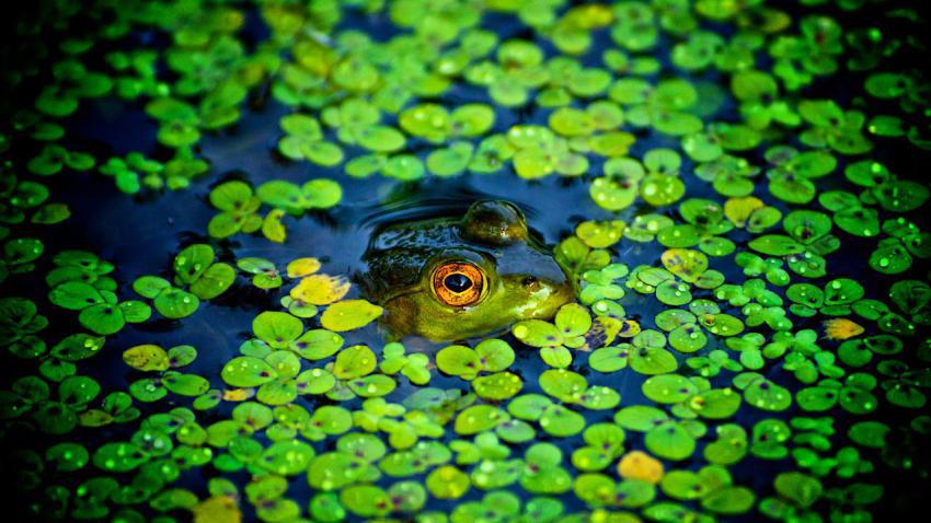 02425 littlepeeper 2560x1440
