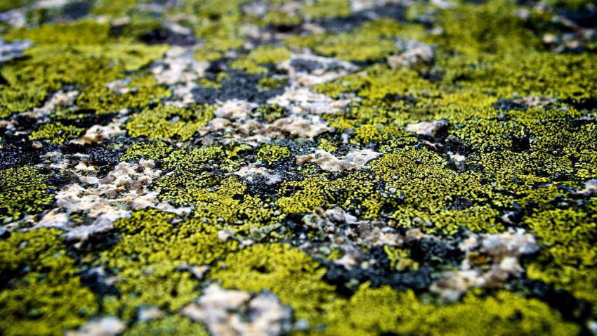 02429 specsofgreen 2560x1440