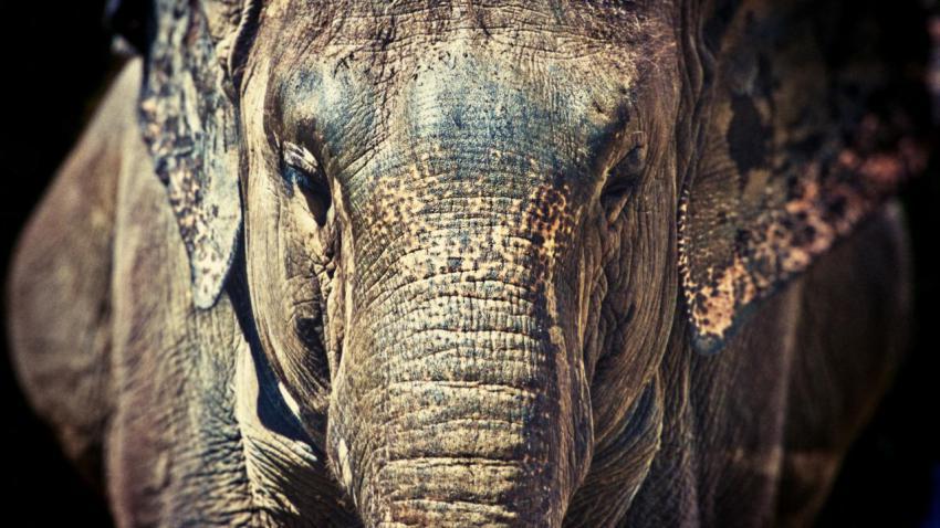 02432 elephantastic 2560x1440