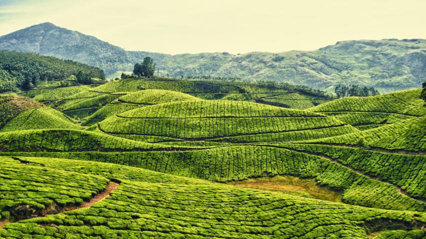 02451 teaplantationsinkeralaindia 2560x1440