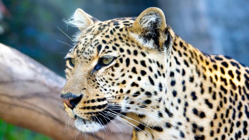02465 leopardstare 2560x1440