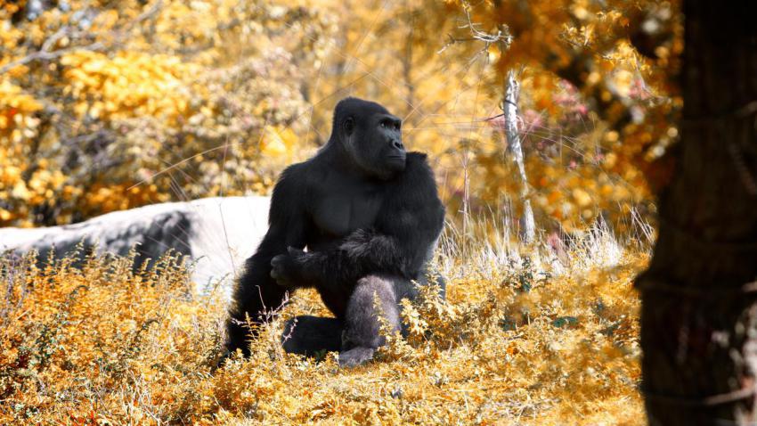 02467 ape 2560x1440