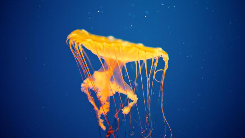02475 jellyfishinvasion 2560x1440
