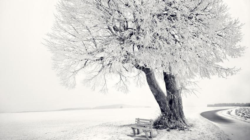 02511 frozentree 2560x1440