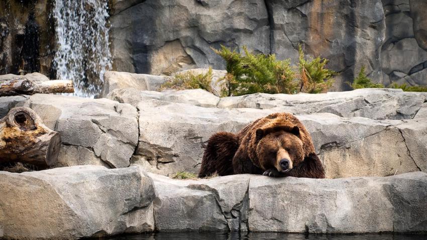 02539 bearslife 2560x1440