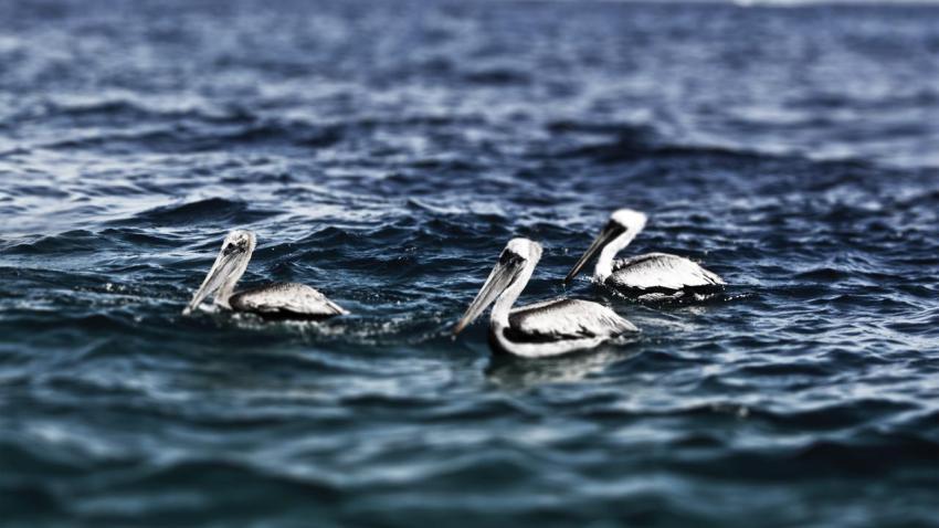 02547 cabosanlucaspelicans 2560x1440