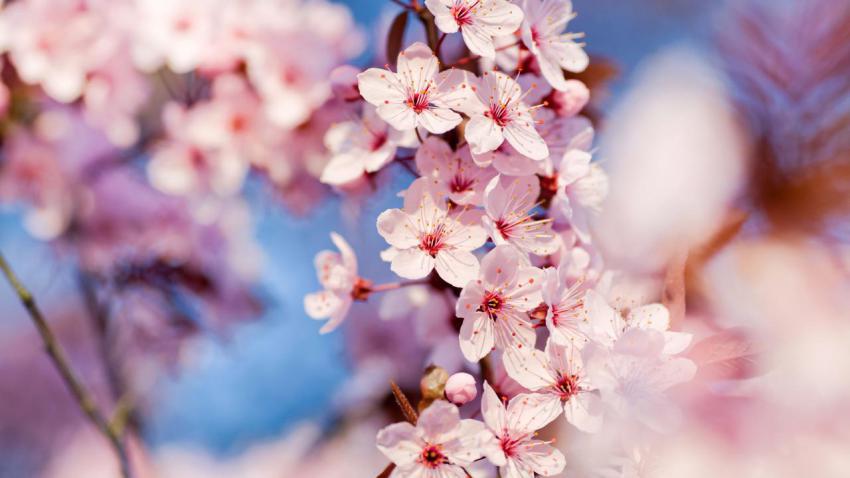 02555 cherryblossoms 2560x1440