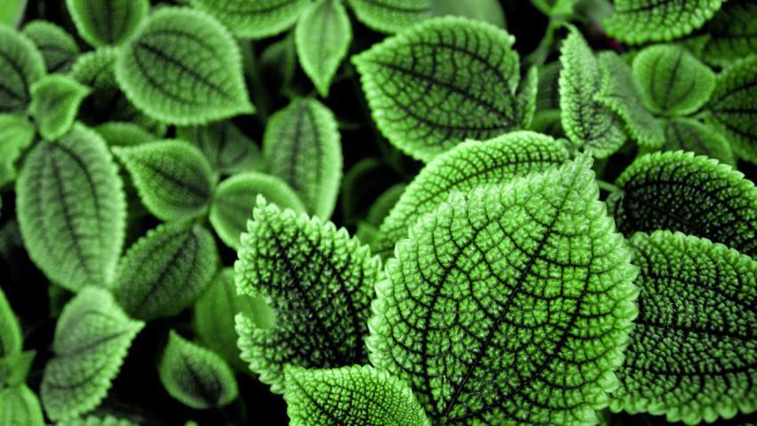 02585 greenworld 2560x1440