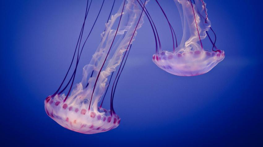 02618 jellyfiesta 2560x1440
