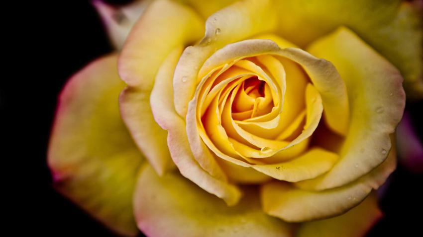 02666 yellowrose 2560x1440