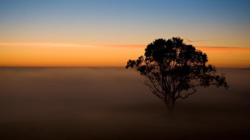 02682 treeinthemist 2560x1440
