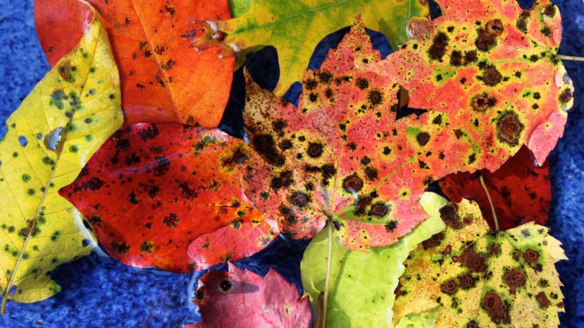 02709 leafassortment 2560x1440