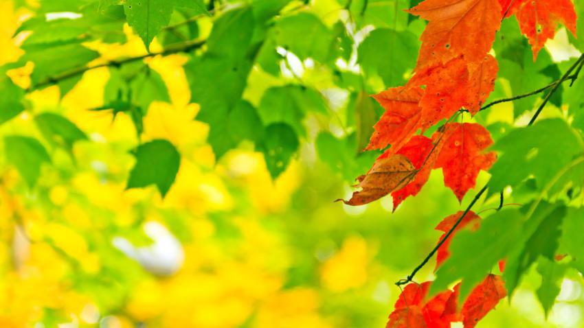 02719 autumnbloom 2560x1440