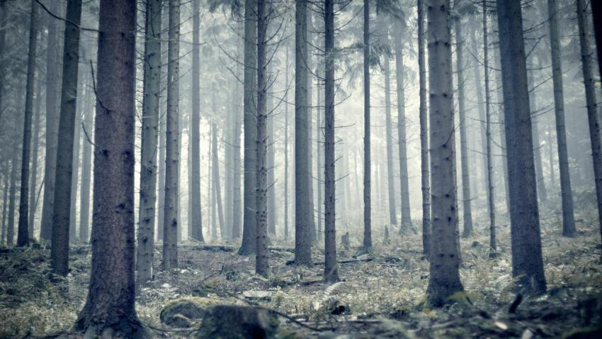 02725 morningmist 2560x1440