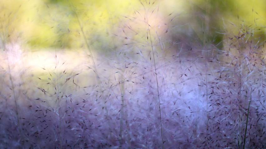 02726 purplemurmur 2560x1440