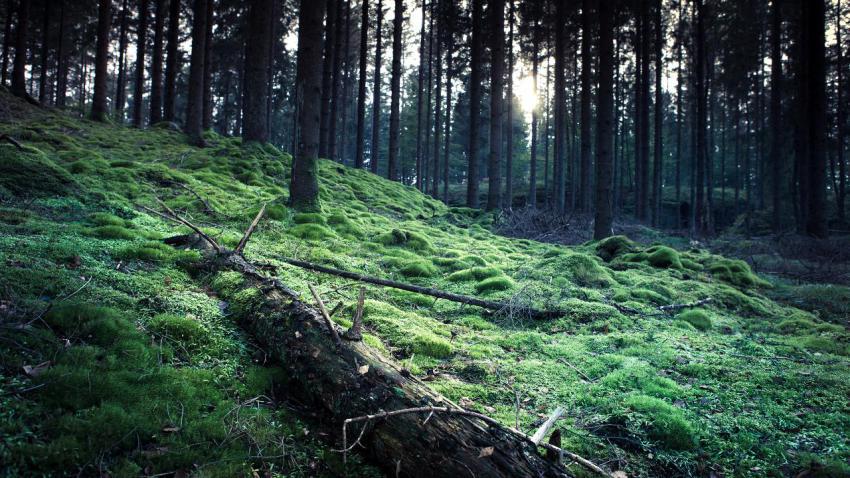 02727 mossy 2560x1440