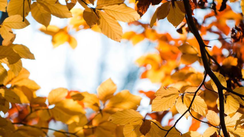02754 yellowautumn 2560x1440